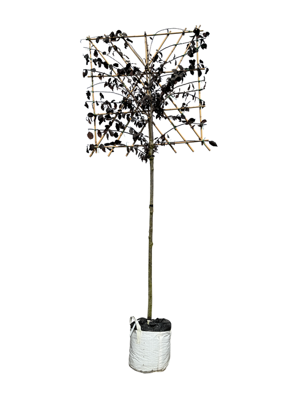 Blutpflaume 'Nigra' als Spalierbaum