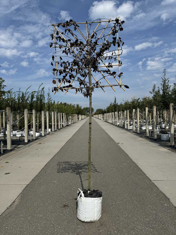 Blutpflaume 'Nigra' als Spalierbaum