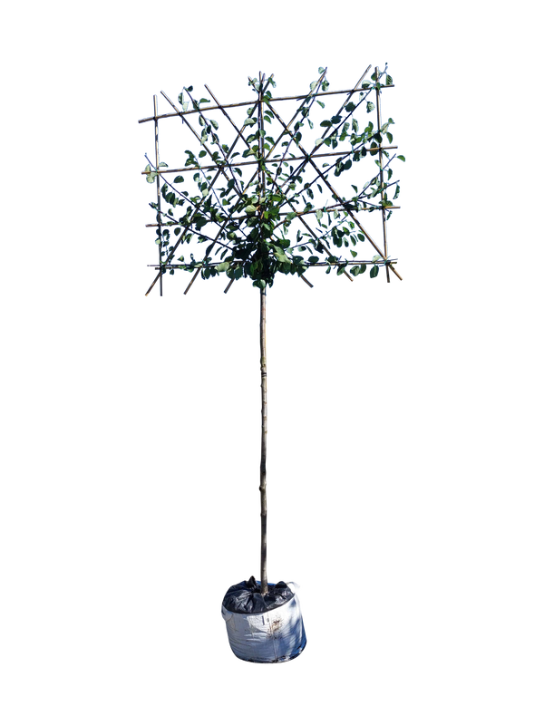 Spalier-Pflaume 'Opal'