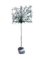 Spalier-Pflaume 'Opal'