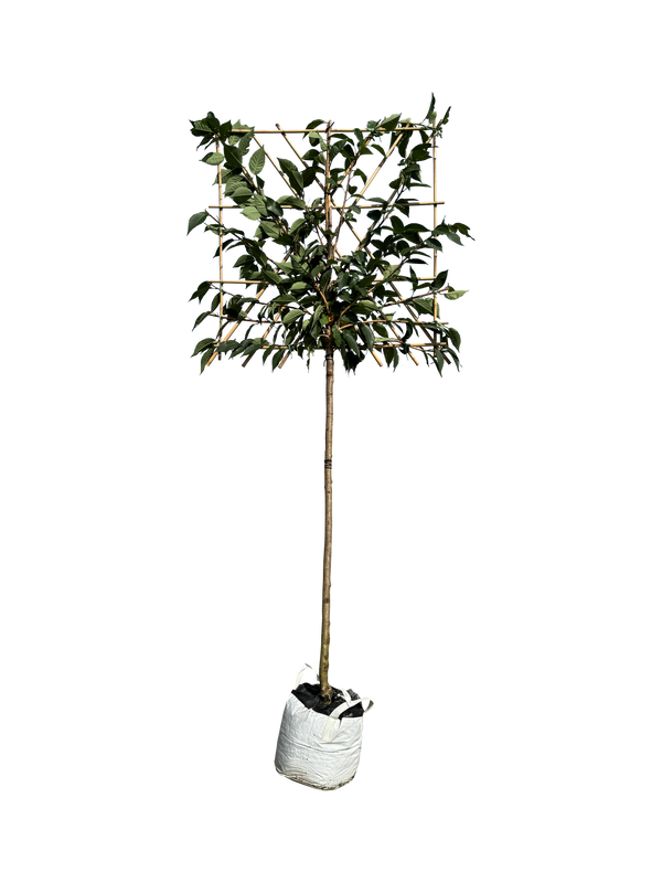 Japanische Nelkenkirsche als Spalierbaum 'Kanzan'