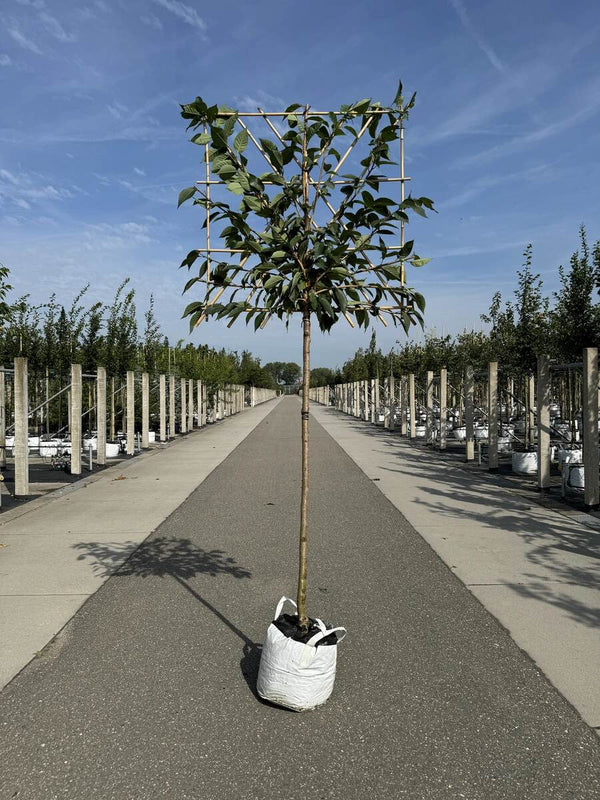 Japanische Nelkenkirsche als Spalierbaum 'Kanzan'