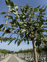 Japanische Nelkenkirsche als Spalierbaum 'Kanzan'
