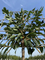 Japanische Nelkenkirsche als Spalierbaum 'Kanzan'