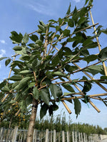 Japanische Nelkenkirsche als Spalierbaum 'Kanzan'