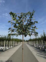 Japanische Nelkenkirsche als Spalierbaum 'Kanzan'