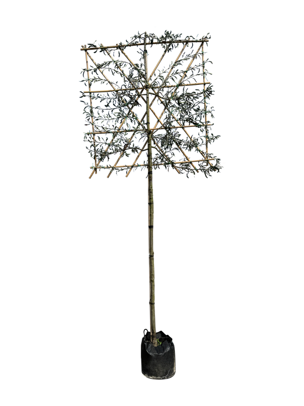 Hängende Wildbirne 'Pendula' als Spalierbaum