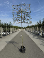 Hängende Wildbirne 'Pendula' als Spalierbaum