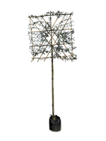 Hängende Wildbirne 'Pendula' als Spalierbaum