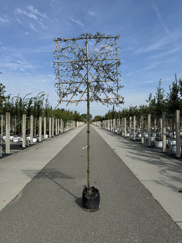 Hängende Wildbirne 'Pendula' als Spalierbaum