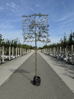 Hängende Wildbirne 'Pendula' als Spalierbaum