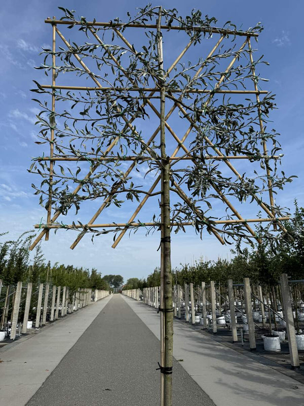 Hängende Wildbirne 'Pendula' als Spalierbaum