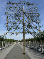 Hängende Wildbirne 'Pendula' als Spalierbaum