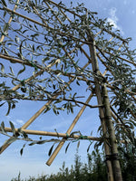 Hängende Wildbirne 'Pendula' als Spalierbaum