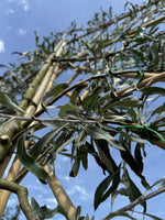 Hängende Wildbirne 'Pendula' als Spalierbaum