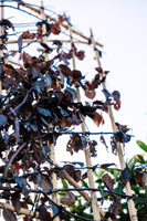 Blutpflaume 'Nigra' als Spalierbaum