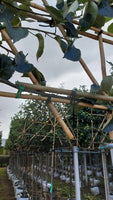 Verbindungsset