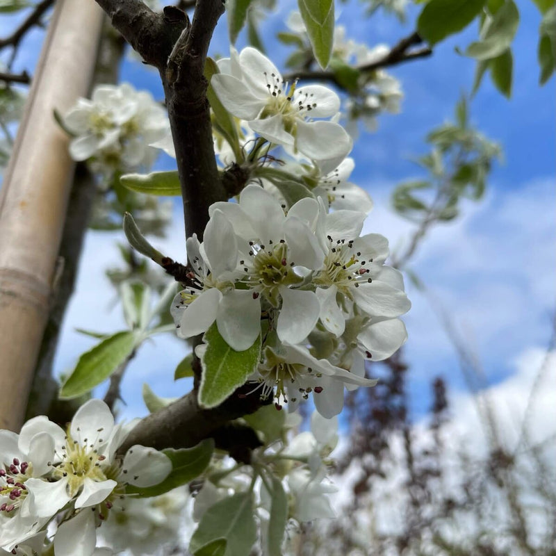 Hängende Wildbirne 'Pendula' als Spalierbaum