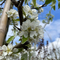Hängende Wildbirne 'Pendula' als Spalierbaum