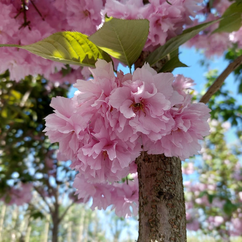Japanische Nelkenkirsche als Spalierbaum 'Kanzan'