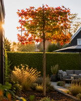 Amber-Spalierbaum 'Worplesdon' im herbstlichen deutschen Garten